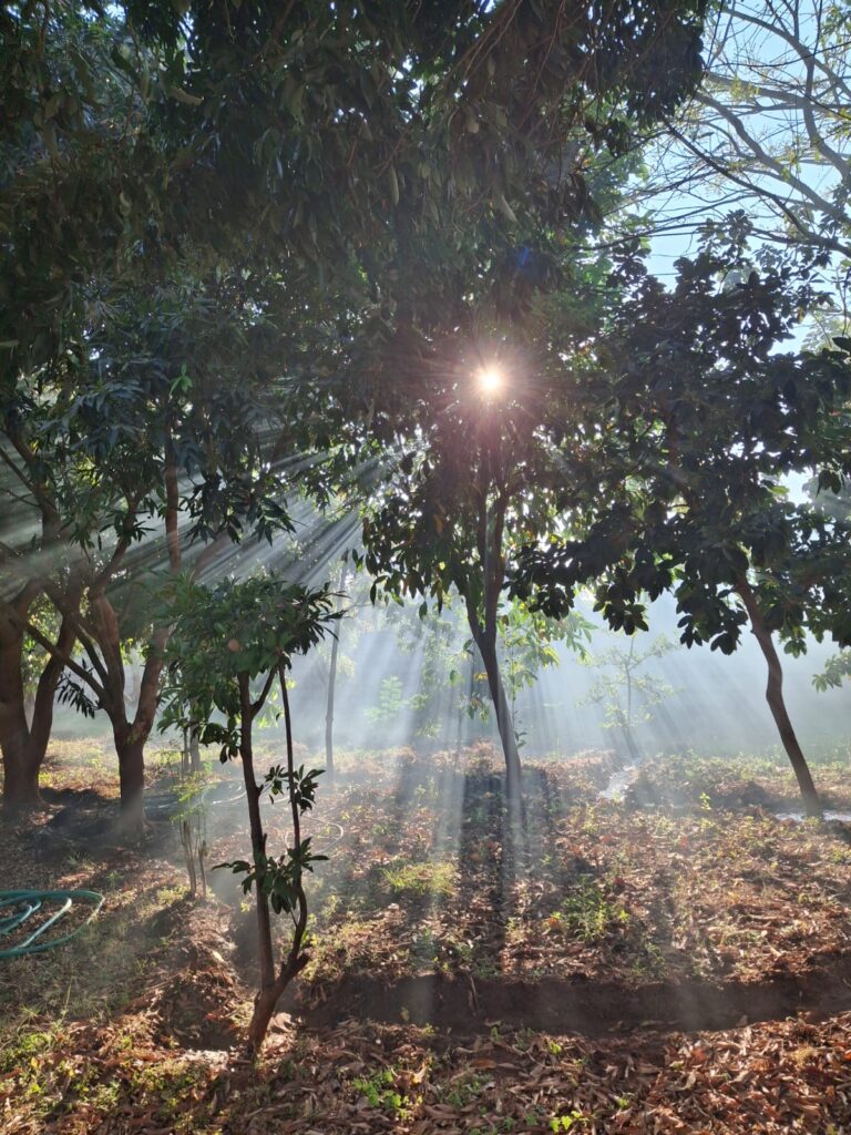 Sunray in between trees